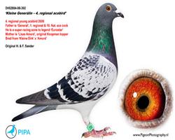 丽莎爱神直女鸽王号