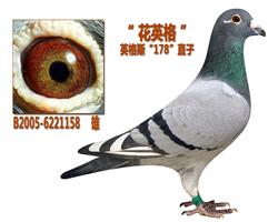 【福洛.英格斯178直子】