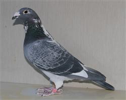 【慕利门军校生】