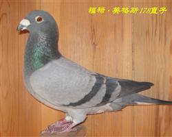 【福洛.英格斯178直子】