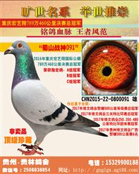 500公里冠军之父