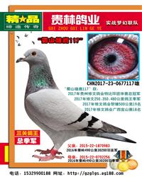 3万羽亚军直子“蜀山雄鹰117”非卖品