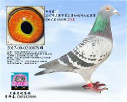 启航879（已售）