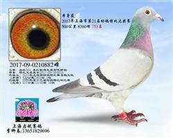 启航882（已售）