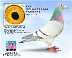 嘉定特比28名（已售）