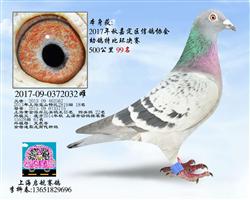 嘉定特比99名（已售）