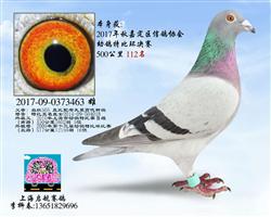 嘉定特比112名（已售）