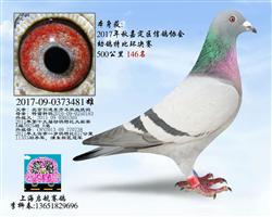 嘉定特比146名（已售）