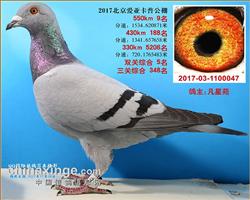 爱亚卡普决赛9名。