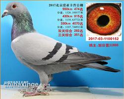 2017年北京爱亚卡普决赛474名。