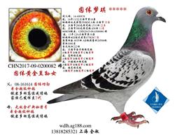 固体梦琪 ***** 已转鸽友收藏