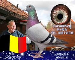 辛巴直孙