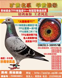 奇信四关鸽王冠军祖母