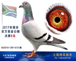 2017南非百万美金公棚决赛8名
