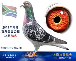 2017南非百万美金公棚决赛28名