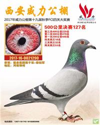 陕西威力公棚决赛127名