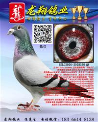 盖比“闪电号”直子