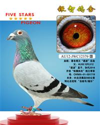 道波回血，仅供欣赏