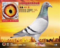 2017上海黄金海岸决赛407名