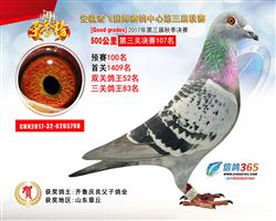 宏飞公棚鸽王52位