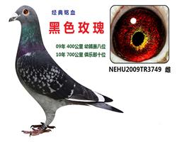黑色玫瑰