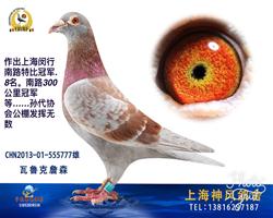 老瓦鲁克最佳直子
