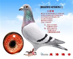 KBDB全省鸽王亚军 小席琳