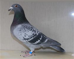 【年轻可兰普】