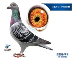 奧林匹克雙鴿王404直女807