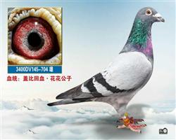 盖比，仅供欣赏