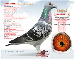 新奥林匹克完美号