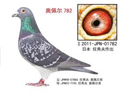 【日本/任秀夫原舍】奥佩尔血系