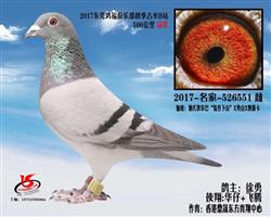 东莞鸿福俱乐部秋季 500公里冠军