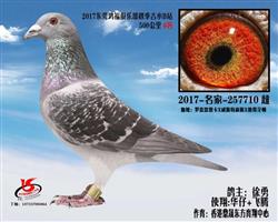 东莞鸿福俱乐部秋季 500公里6名