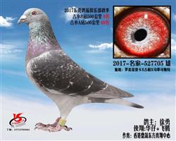 东莞鸿福俱乐部秋季 500公里9名