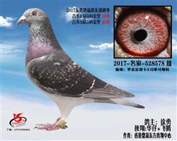 东莞鸿福俱乐部秋季 500公里10名