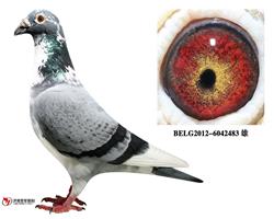 年轻种鸽
