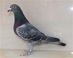 （零缺陷）全弟