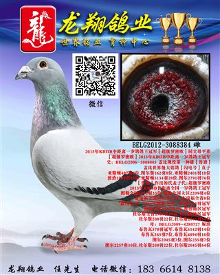 盖比“鲁迪”直女