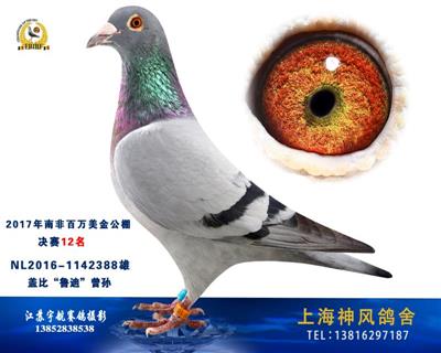 2017南非百万美金决赛12名