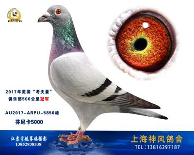 五百公里冠军
