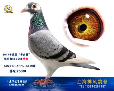五百公里季军