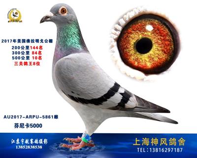 佛拉明戈公棚决赛10名