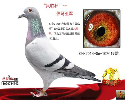 冠军团队：“凤临杯”伯马亚军