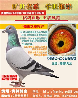 3万羽亚军“蜀山之王983”