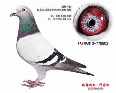 姐弟回血（己售洛阳）