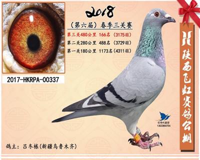 第六届陕西飞虹赛鸽公棚春季大奖赛166名
