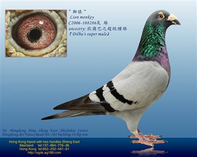 【第—滴血】超级謝氏/狄爾巴之＂狮猿＂