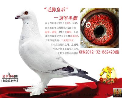 最爱毛脚：毛脚皇后