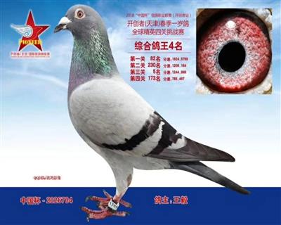 天津开创者鸽王四名
